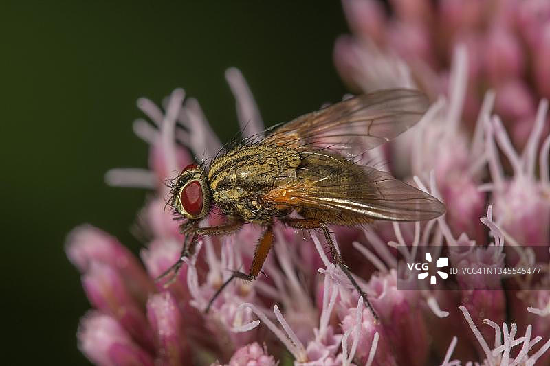 德国巴登-符腾堡水绵上的当归蝇图片素材