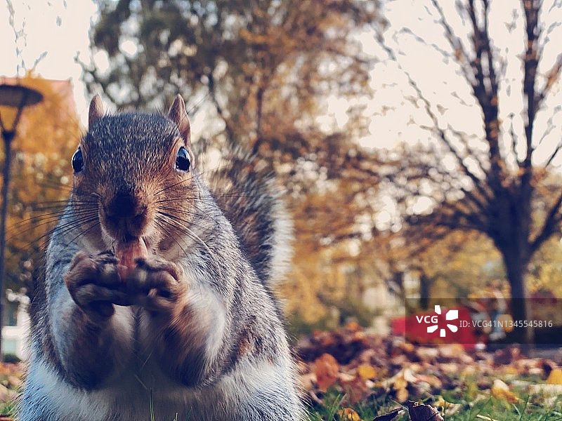 秋季：松鼠在落叶中吃榛子，看着镜头图片素材