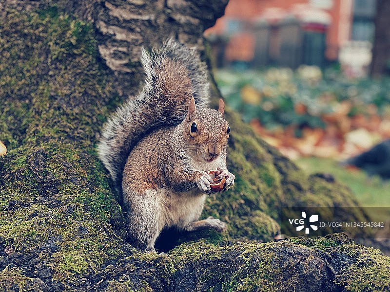 坐在树下看着镜头的灰松鼠图片素材