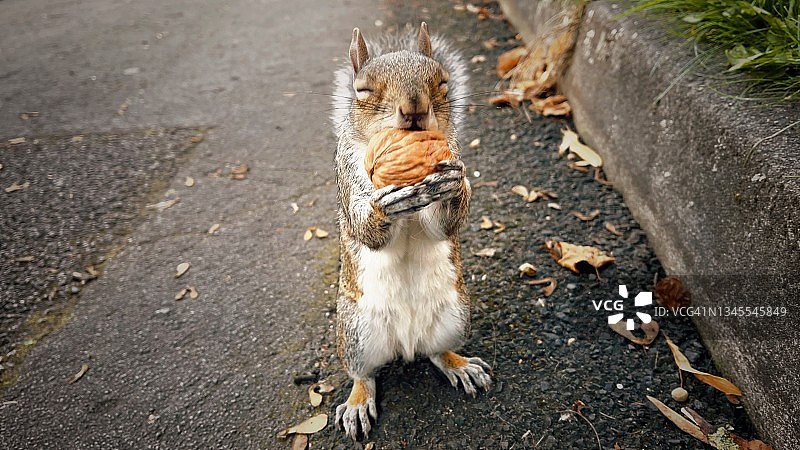 闭着眼睛拿着核桃的灰色松鼠图片素材