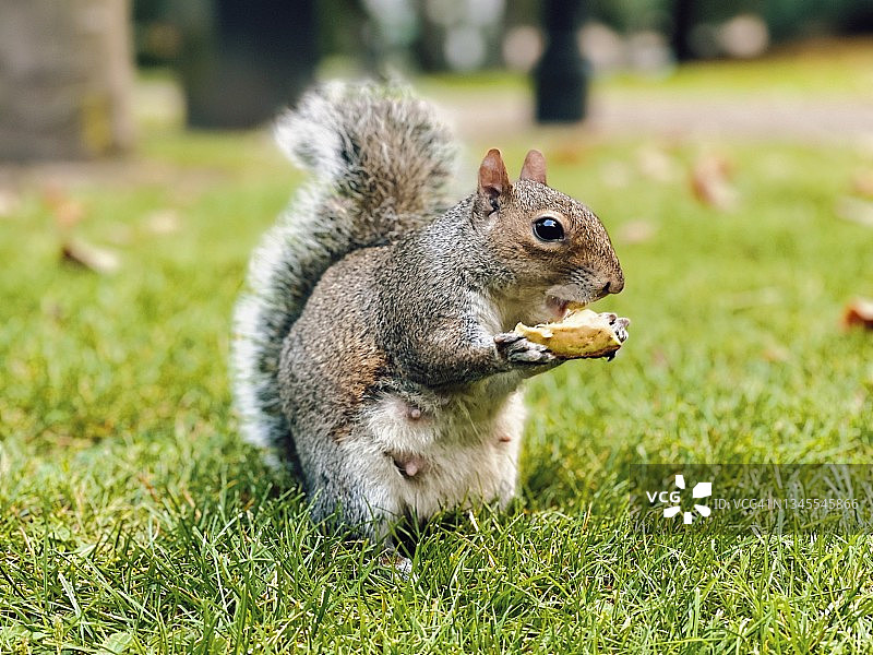 正在吃东西的灰色松鼠图片素材