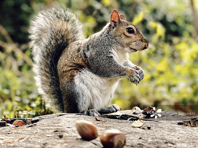 吃榛子的灰色松鼠图片素材
