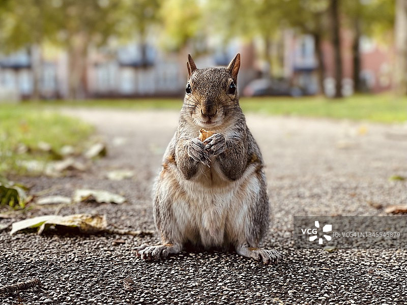 面向镜头的灰色松鼠图片素材