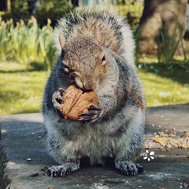 松鼠啃食大核桃的特写图片素材