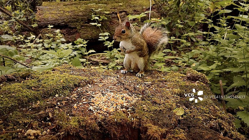 森林里的灰松鼠，前景有食物图片素材