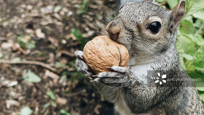 灰色松鼠拿着核桃的特写图片素材