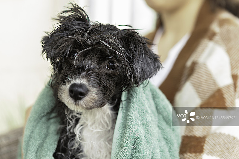 洗澡后的中国冠毛犬幼犬肖像图片素材