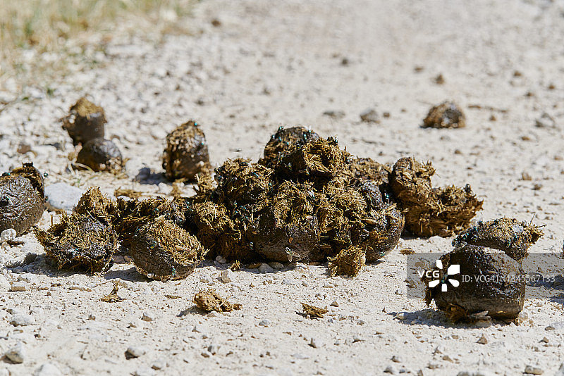 灰色沙路上牛的排泄物图片素材