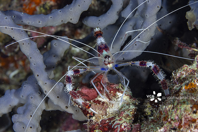 热带珊瑚礁生物图片素材