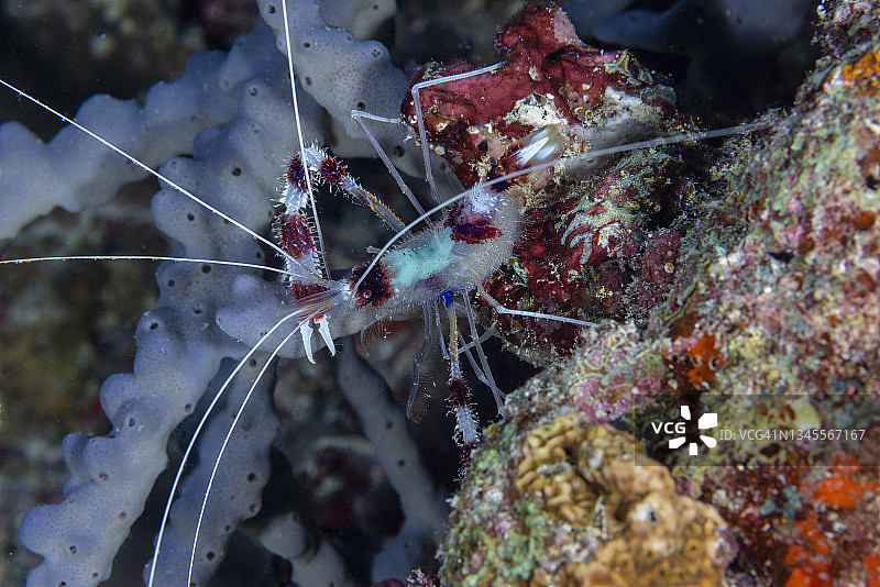 热带珊瑚礁生物图片素材