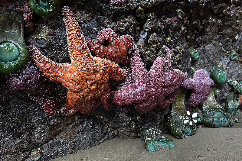 退潮时的海星图片素材