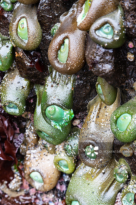 潮池中的聚集海葵图片素材