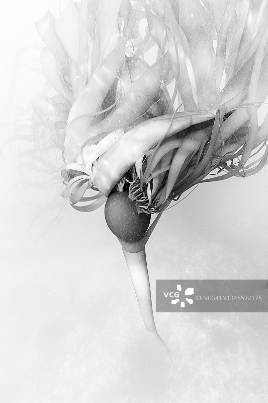 黑白巨藻叶图片素材