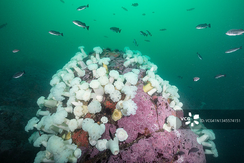 索诺玛县的礁石和海葵图片素材