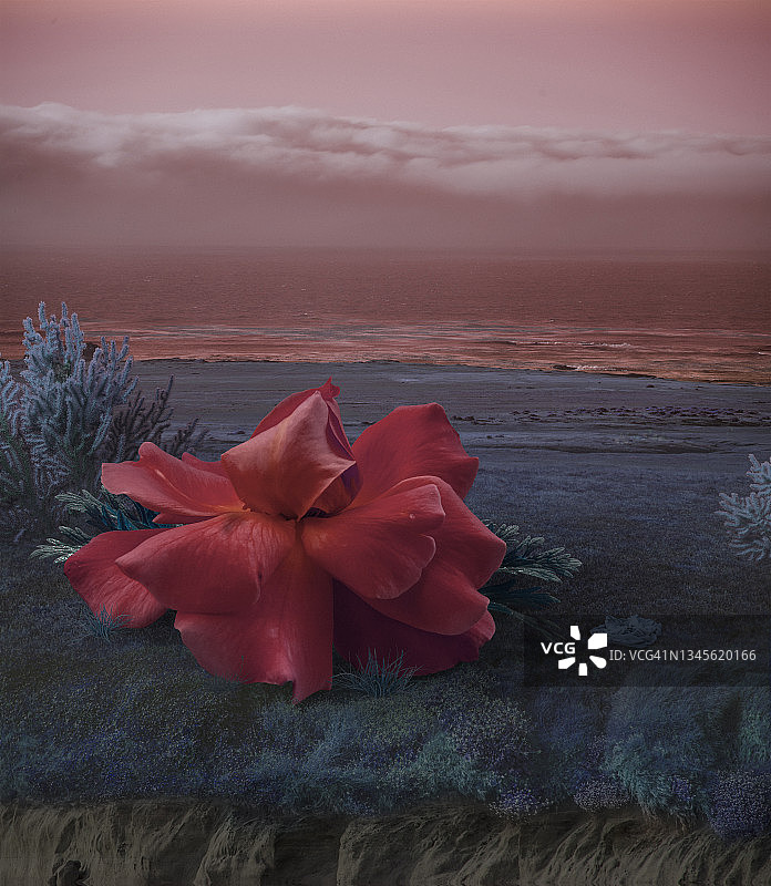 超现实巨型玫瑰花图片素材