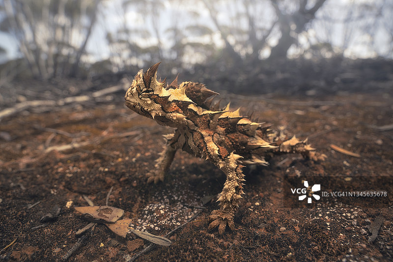 澳洲魔蜥肖像：一种独特的澳大利亚本土动物图片素材