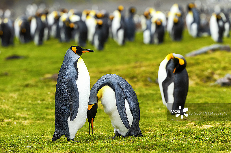 帝企鹅的交配仪式图片素材