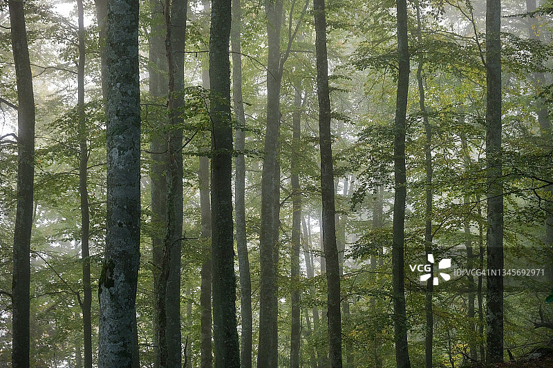 秋日清晨雾中山毛榉森林图片素材