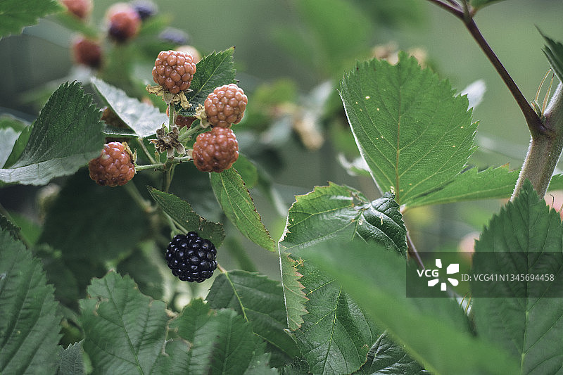 黑莓与黑红色橡皮的特写图片素材