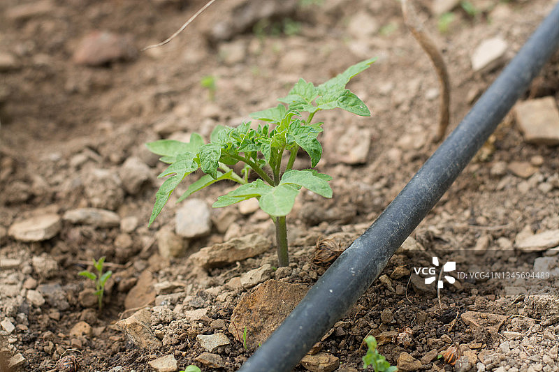 地里靠近浇水的黑色橡胶小番茄植株图片素材