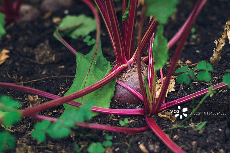 有机菜园中甜菜植物的特写图片素材