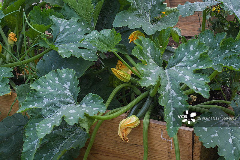 木制露台上的西葫芦植物图片素材