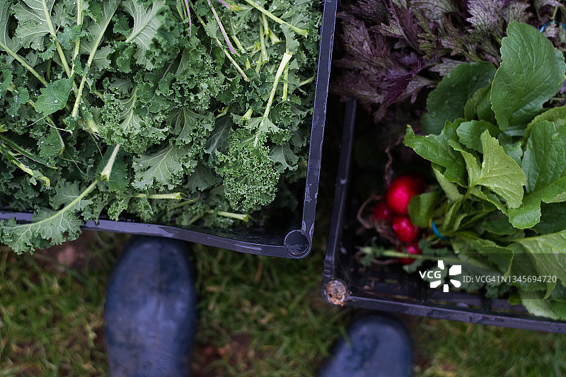 雨靴和两箱蔬菜（俯视图）图片素材