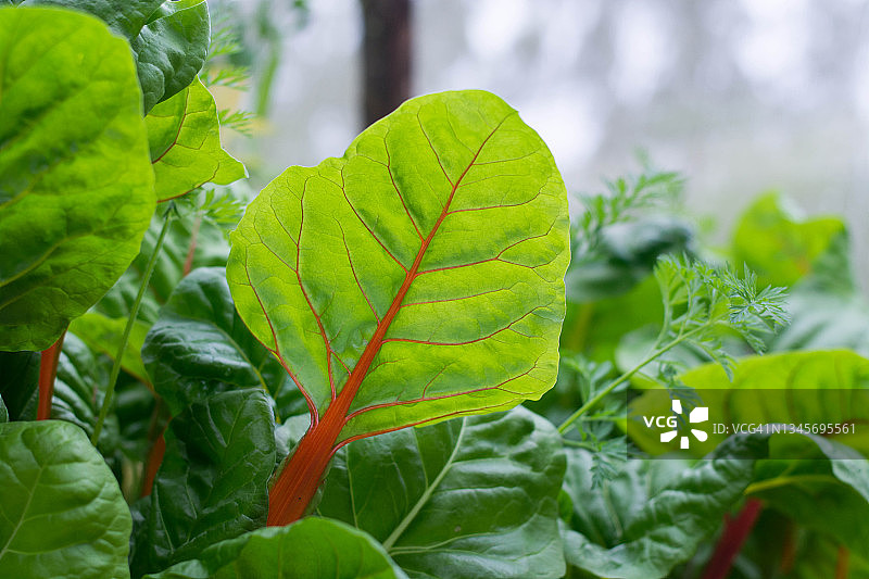 彩色莙荙菜的种植图片素材