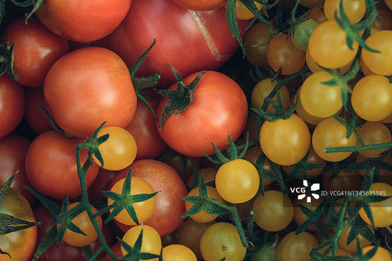 不同品种的番茄特写图片素材