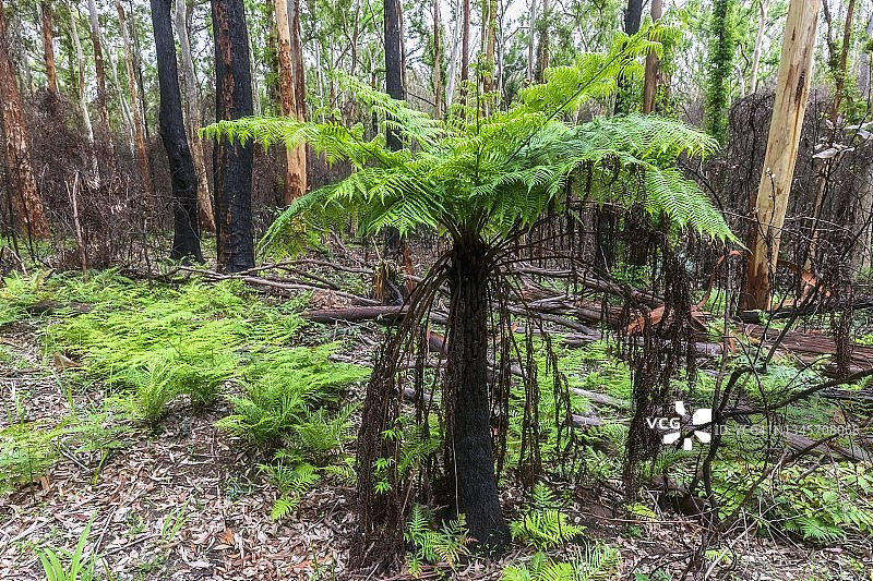 默拉马朗国家公园半烧毁森林中的植物图片素材