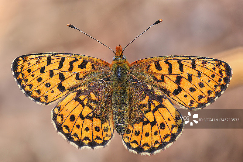 珠母贝边蛱蝶图片素材