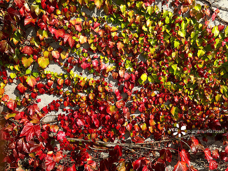 墙上红色的贴梗海棠叶图片素材