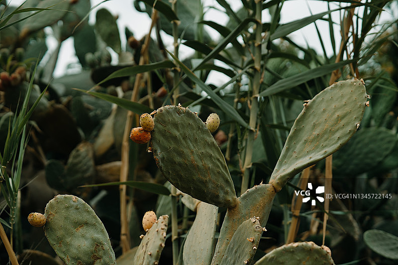 仙人掌果图片素材