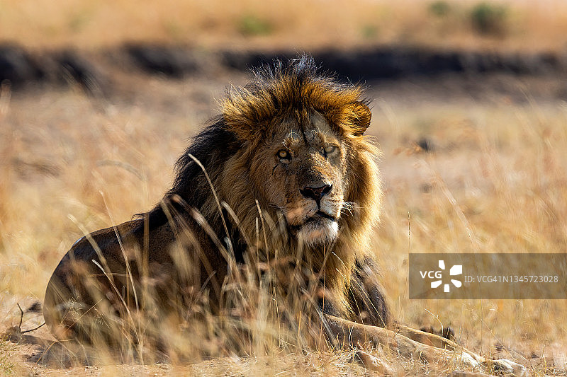 在野外休息的狮子图片素材