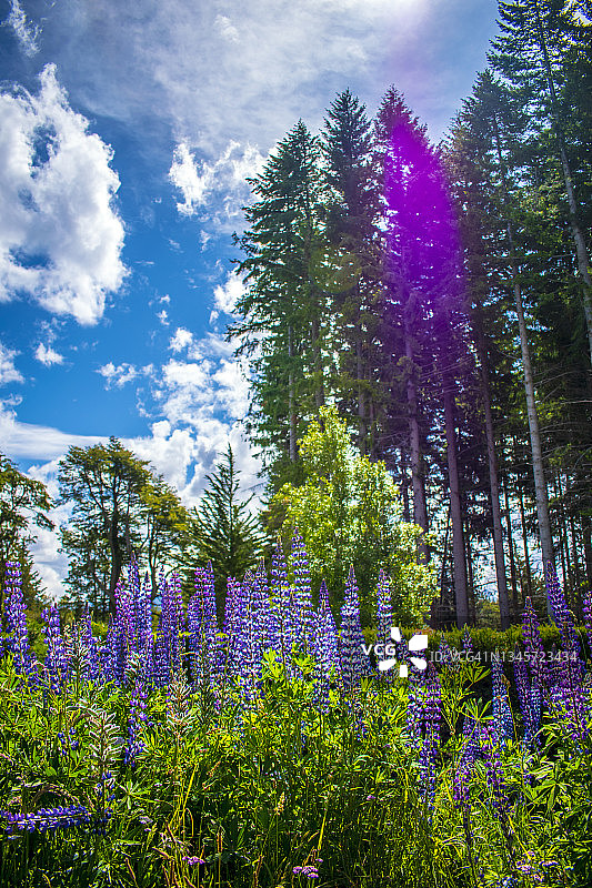 鲁冰花：阿根廷图片素材