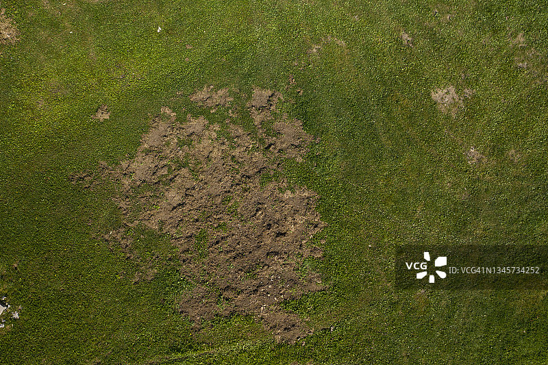 调查：高山牧场野猪过度繁殖对草皮的破坏图片素材