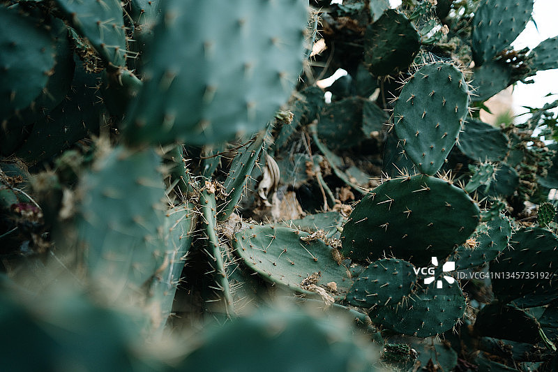 坚固的仙人掌图片素材