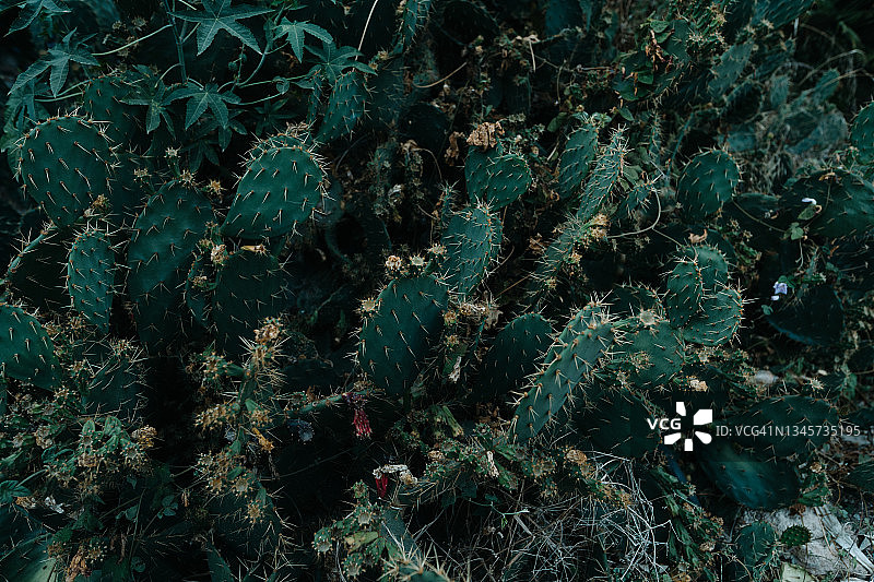 坚固的仙人掌图片素材