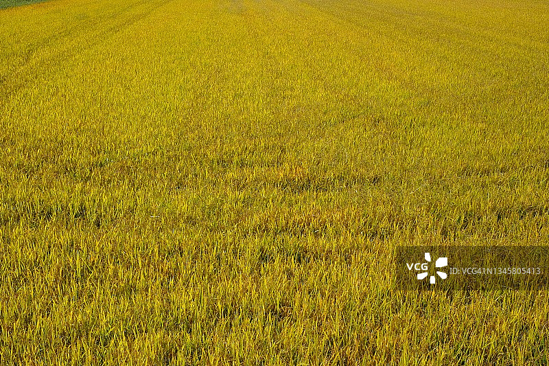 十月稻田农业图片素材