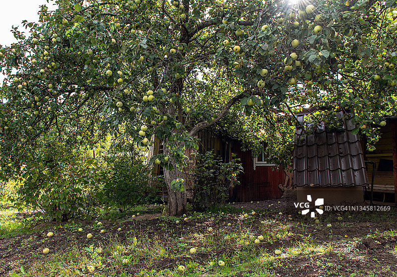 木屋旁的大苹果树图片素材