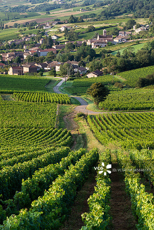 法国勃艮第圣韦朗葡萄园图片素材