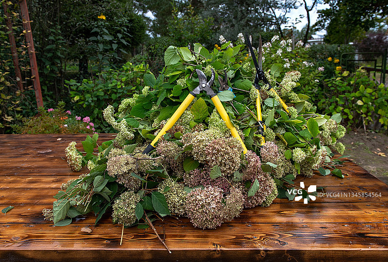 修剪绣球花灌木图片素材