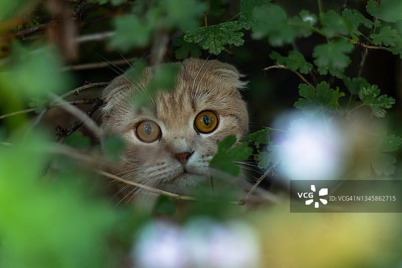 草地上的小猫图片素材