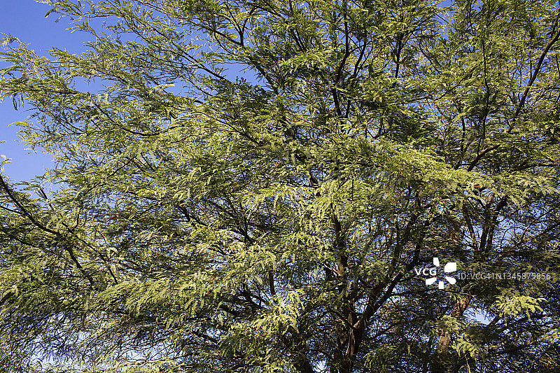 牧豆树图片素材