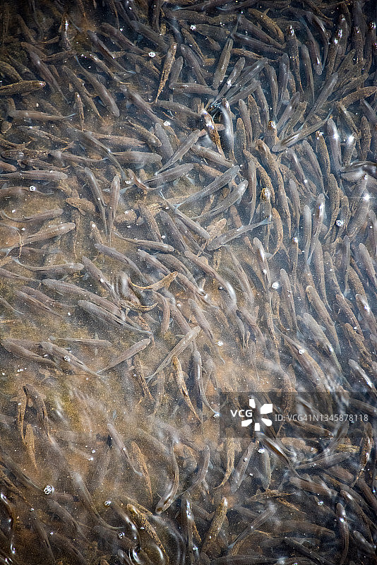 萨拉热窝米ljacka河中的鱼图片素材