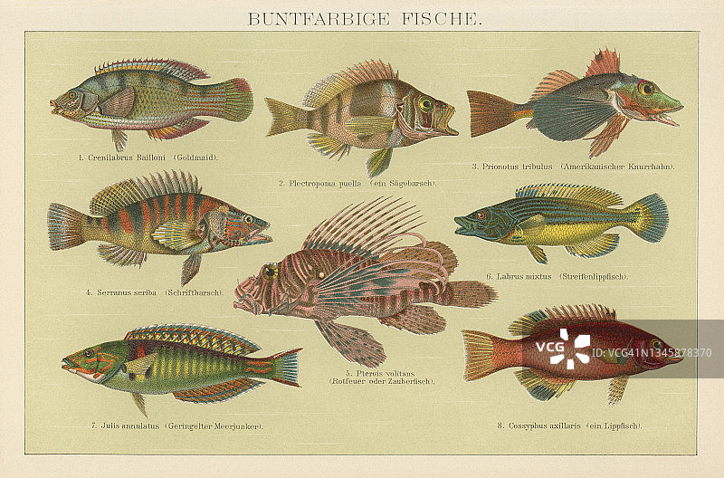 热带鱼古董彩 lithograph 插图图片素材