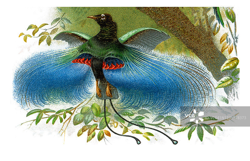 蓝天堂鸟古老雕刻插图图片素材