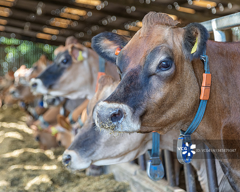 饲料围栏旁的泽西奶牛图片素材