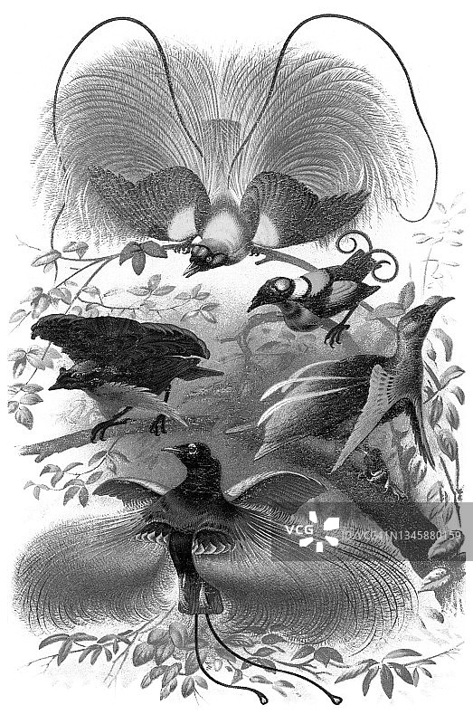 极乐鸟古老雕刻插图图片素材