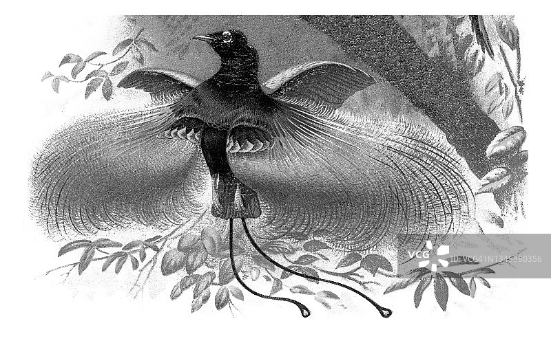 蓝天堂鸟古老雕刻插图图片素材